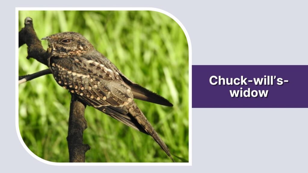 Chuck-will’s-widow
