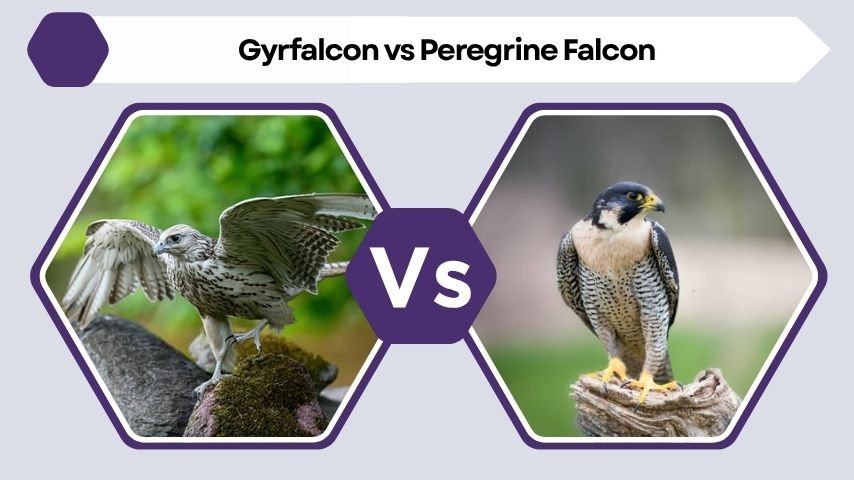 Gyrfalcon vs Peregrine Falcon