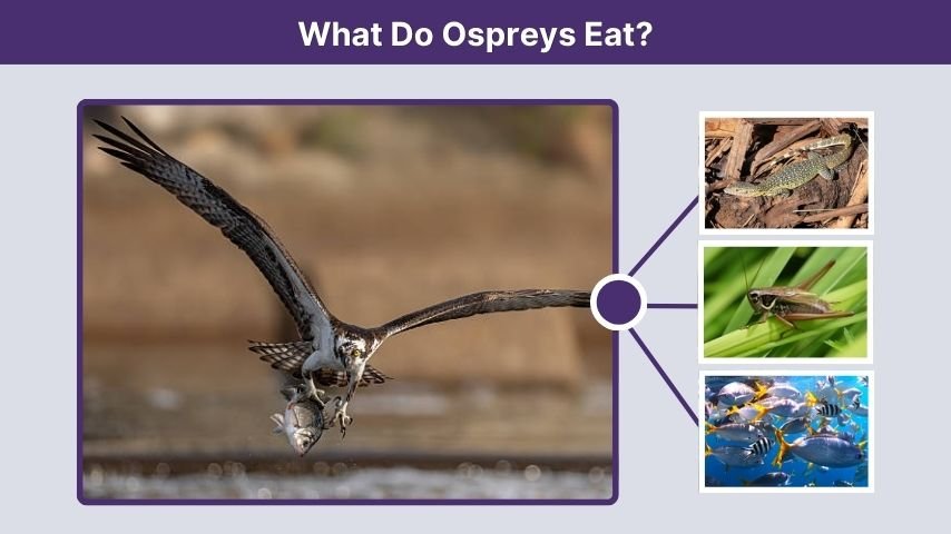 What Do Ospreys Eat?