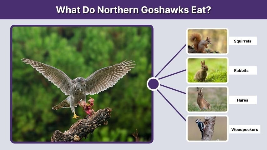 What Do Northern Goshawks Eat?