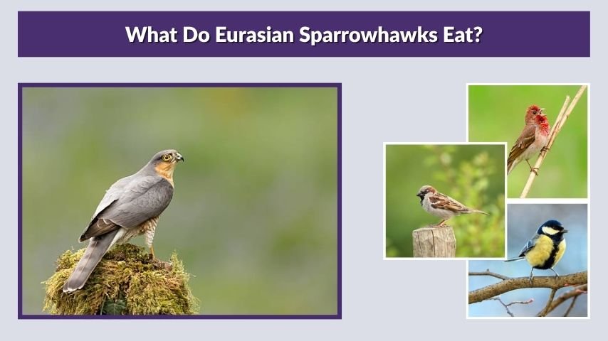 What Do Eurasian Sparrowhawks Eat?