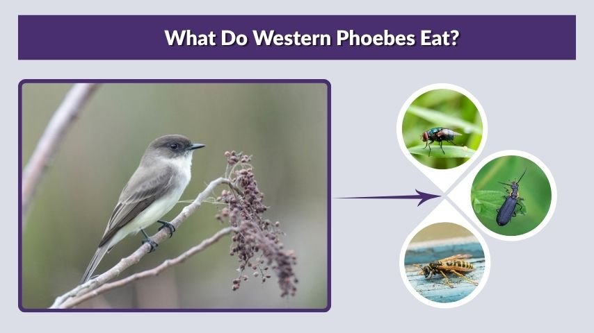 What Do Western Phoebes Eat?