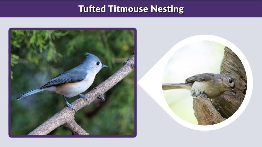 Tufted Titmouse Nesting