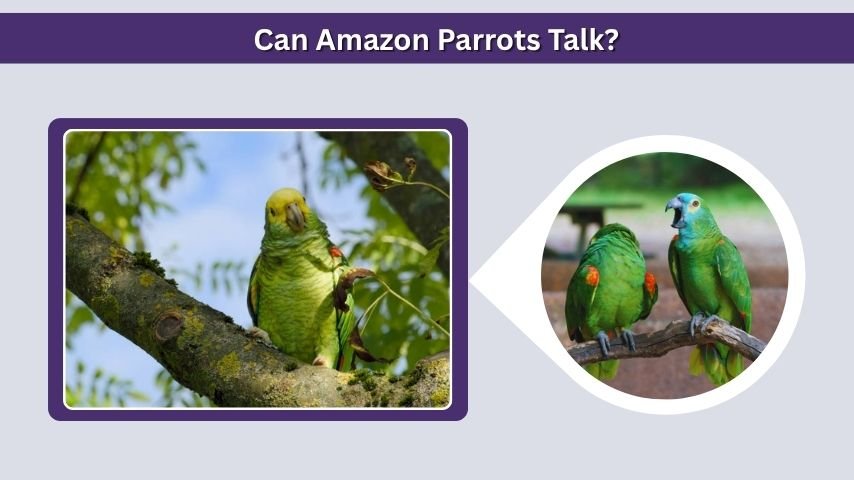 Can Amazon Parrots Talk?