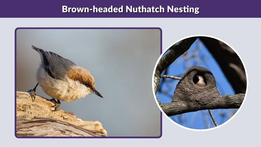 Brown-headed Nuthatch Nesting