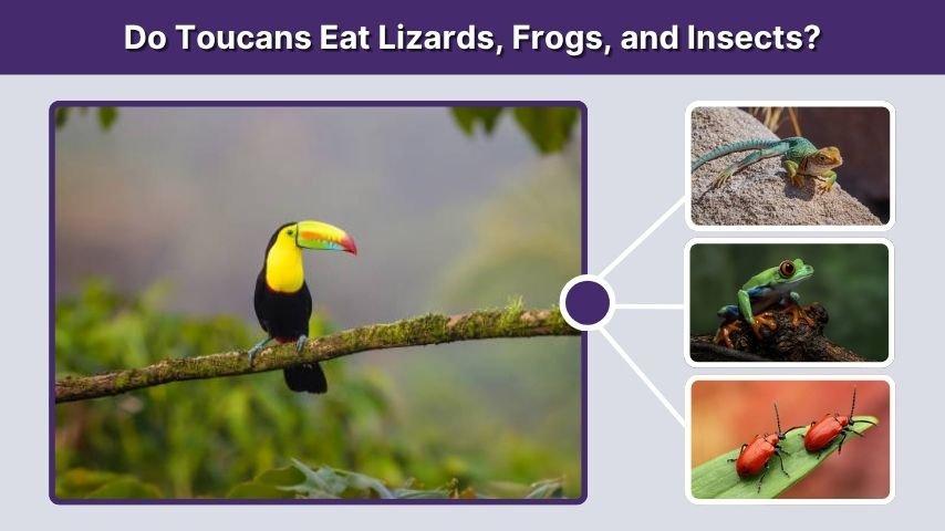 Do Toucans Eat Lizards, Frogs, and Insects?