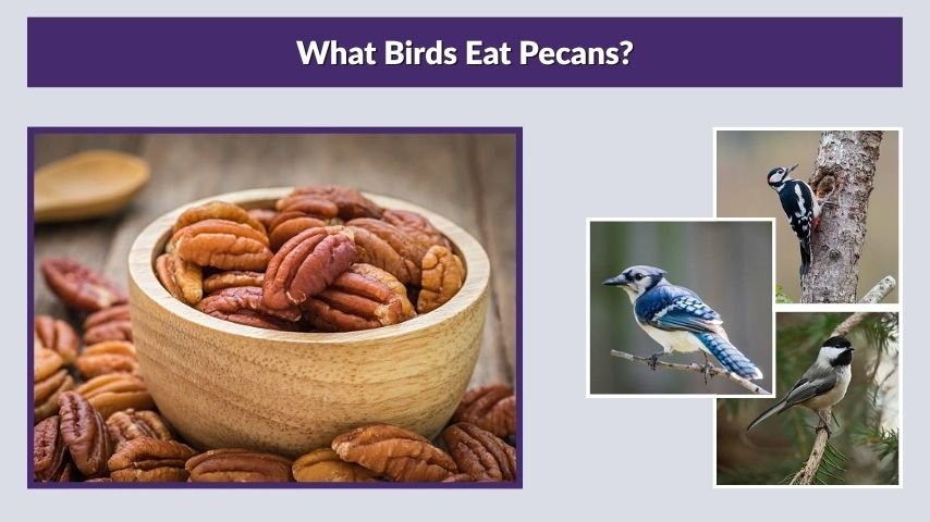 What Birds Eat Pecans?