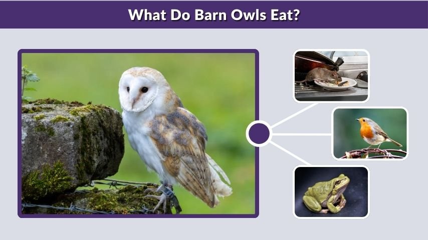 What Do Barn Owls Eat?