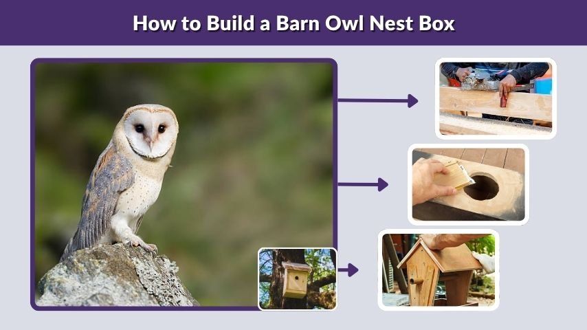 How to Build a Barn Owl Nest Box