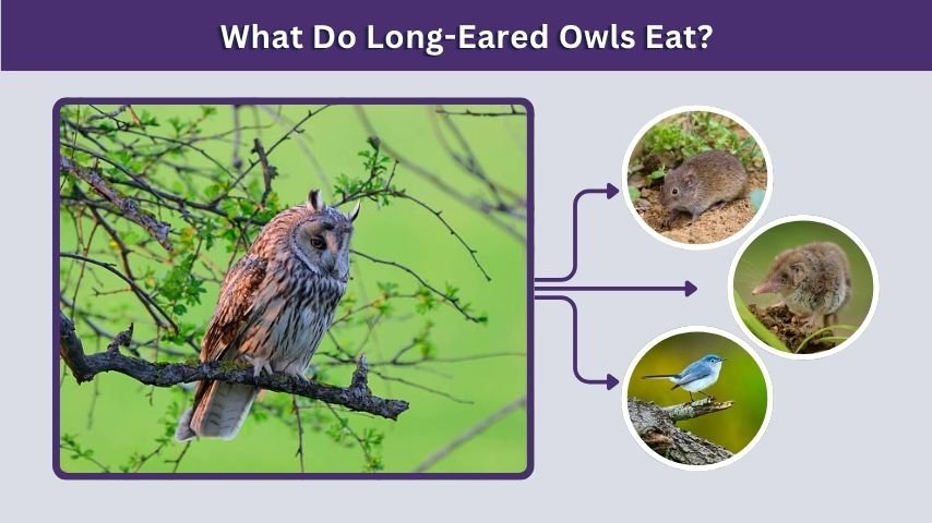 What Do Long-Eared Owls Eat?