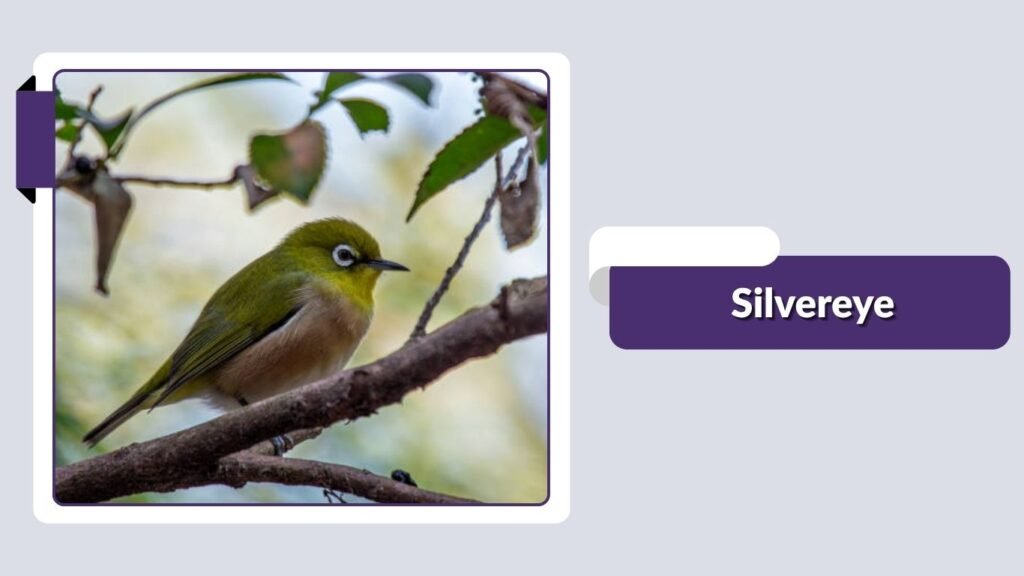 Silvereye
