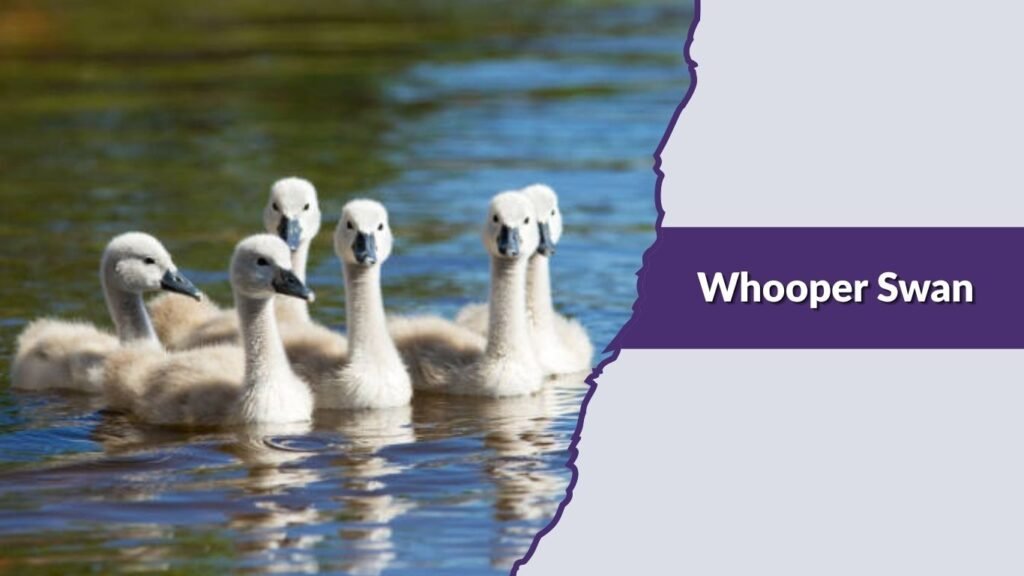Whooper Swan