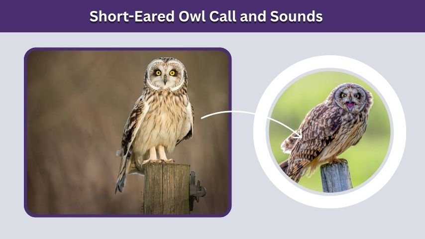 Short-Eared Owl Call and Sounds