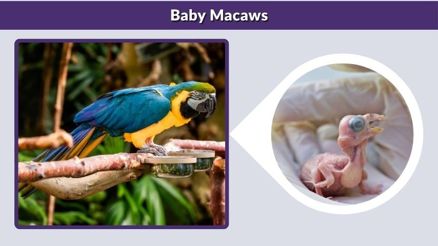 Baby Macaws