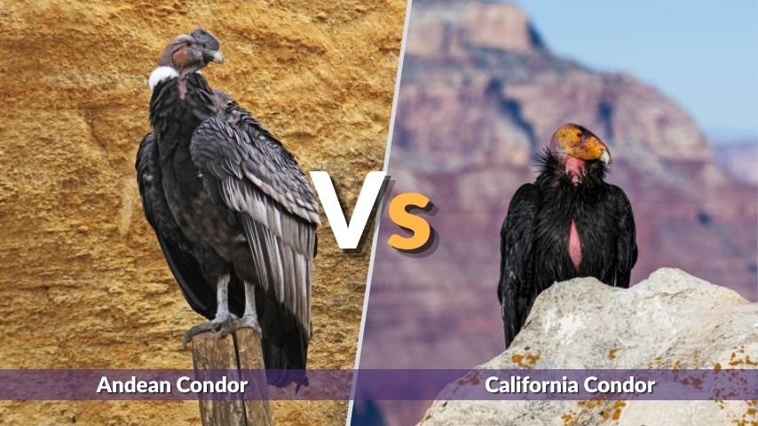 Andean Condor vs California Condor