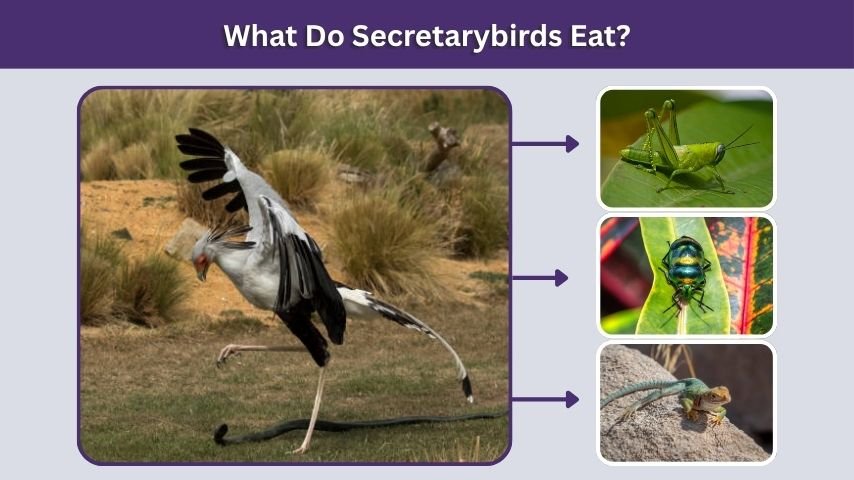 What Do Secretarybirds Eat?