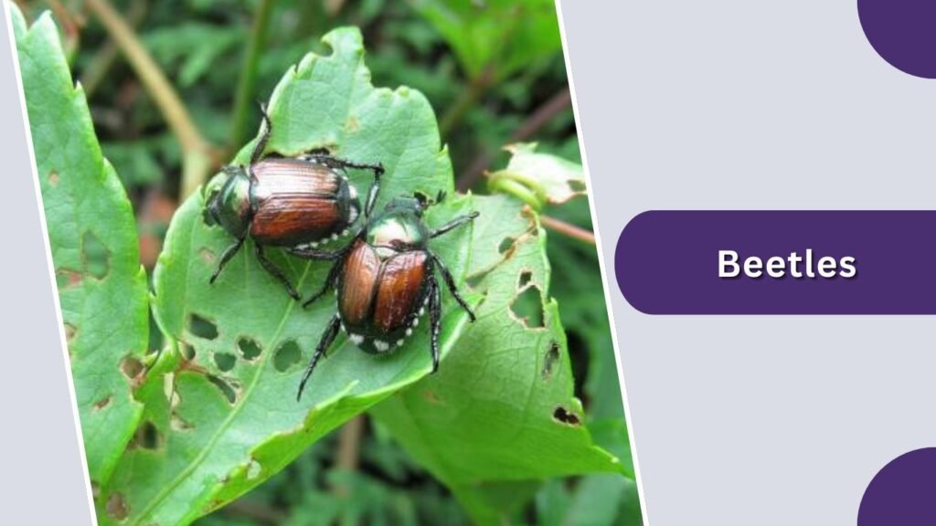 Beetles