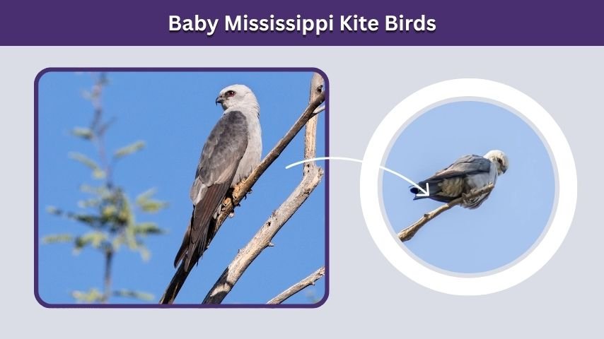 Baby Mississippi Kite Birds