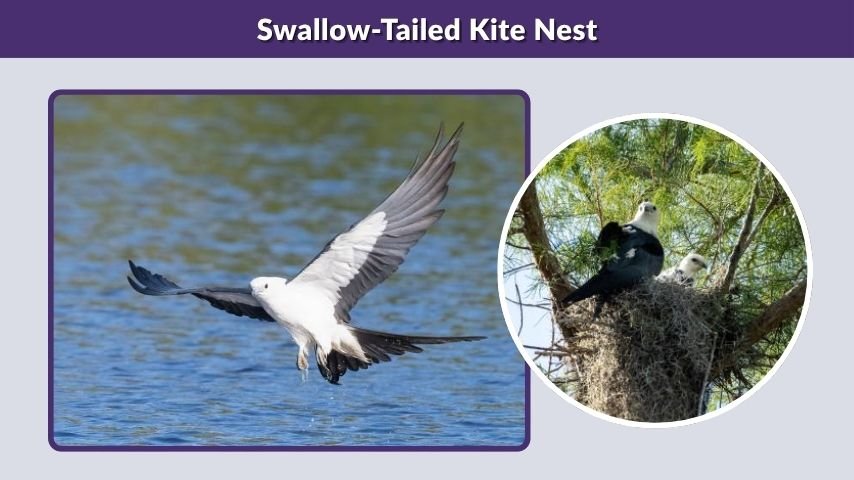 Swallow-Tailed Kite Nest