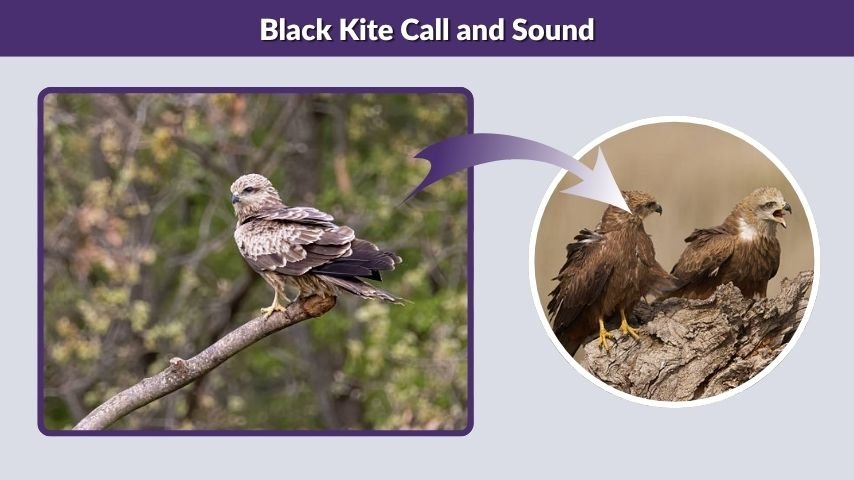 Black Kite Call and Sound
