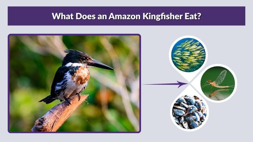 What Does an Amazon Kingfisher Eat?