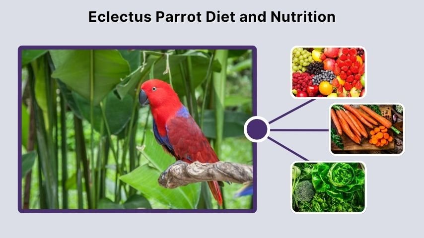 Eclectus Parrot Diet and Nutrition