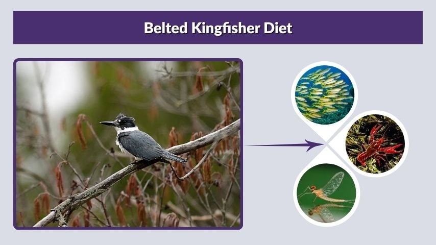 Belted Kingfisher Diet