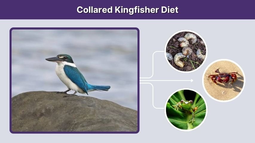 Collared Kingfisher Diet