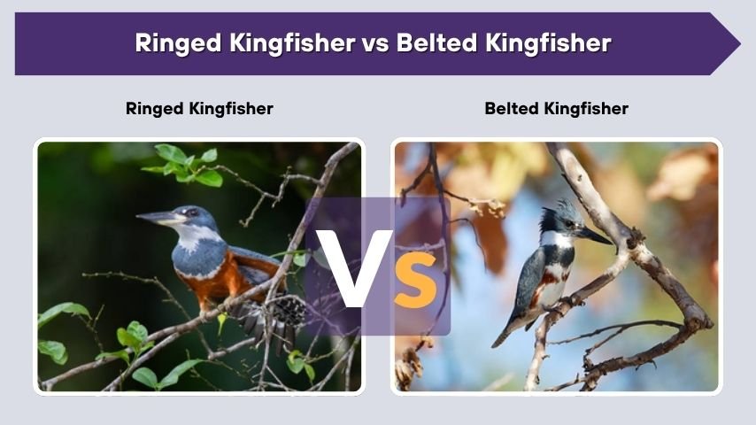 Ringed Kingfisher vs Belted Kingfisher