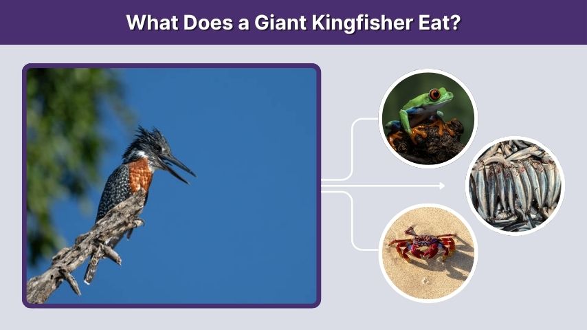 What Does a Giant Kingfisher Eat?