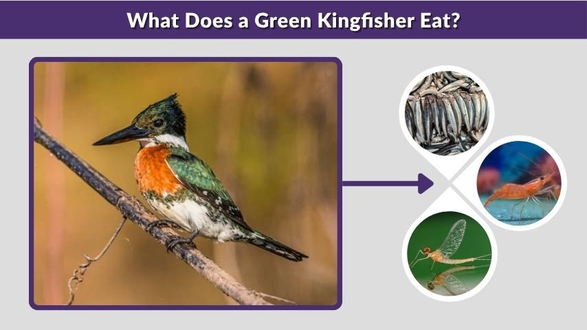What Does a Green Kingfisher Eat?