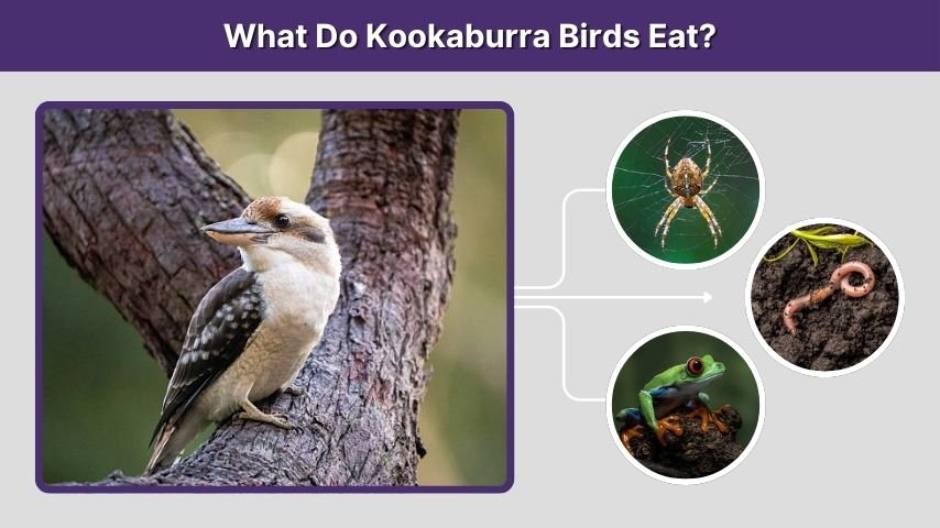What Do Kookaburra Birds Eat?