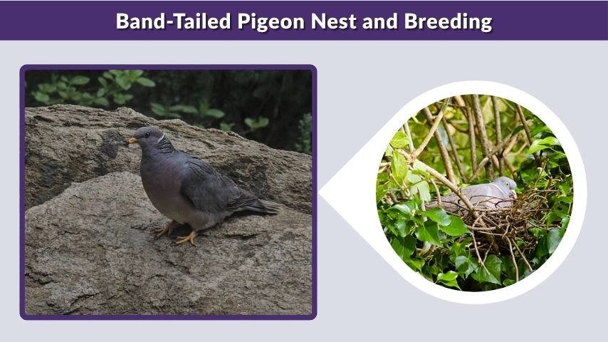 Band-Tailed Pigeon Nest and Breeding