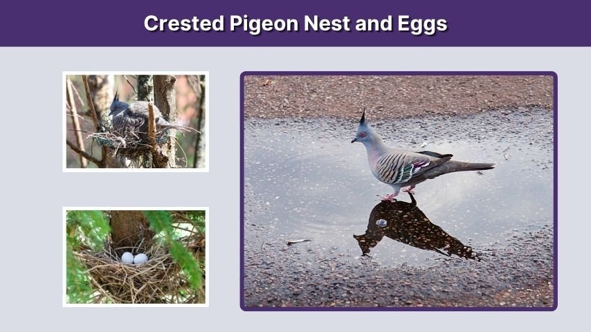 Crested Pigeon Nest and Eggs