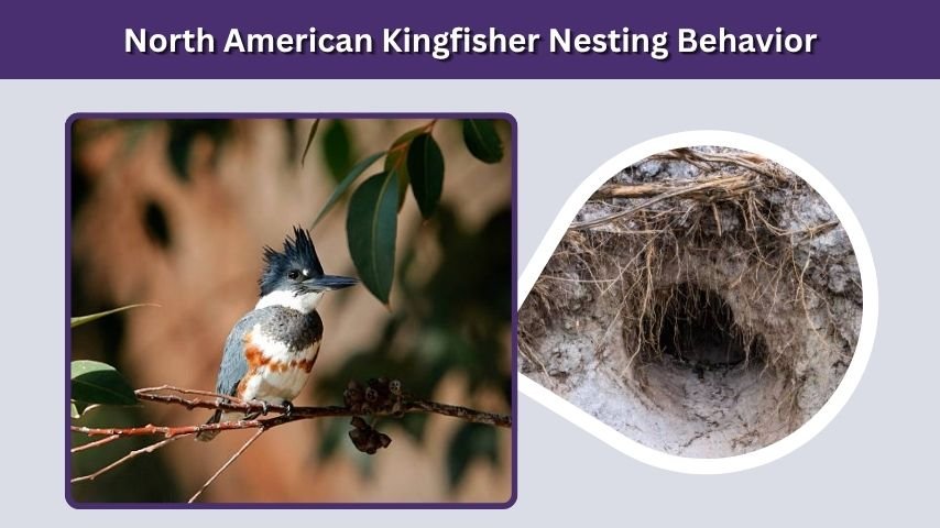 North American Kingfisher Nesting Behavior
