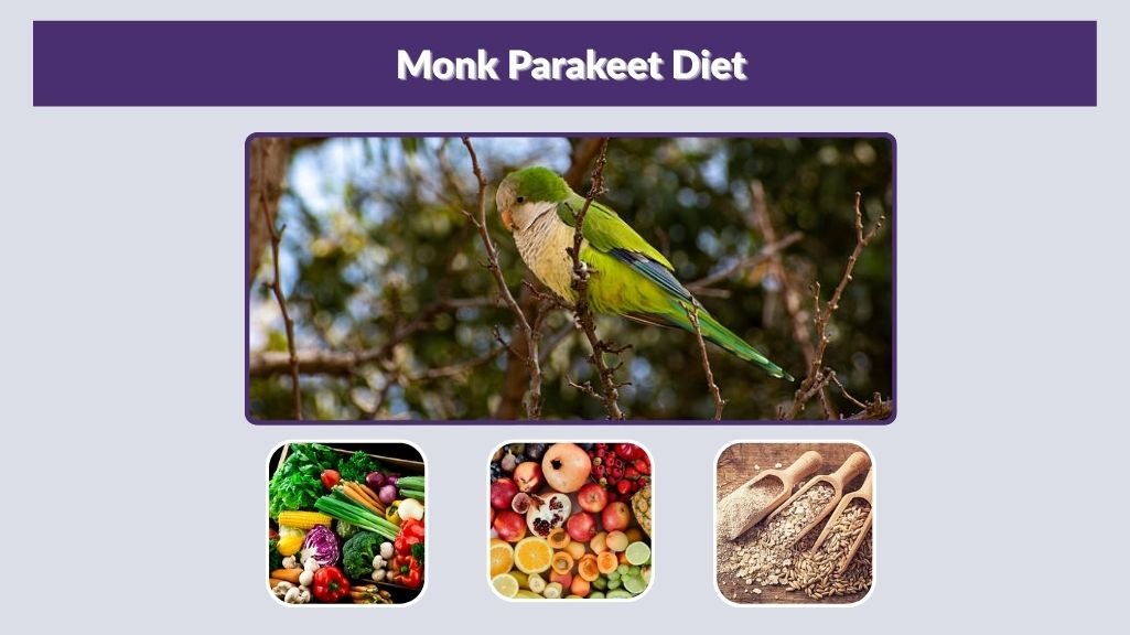 Monk Parakeet Diet