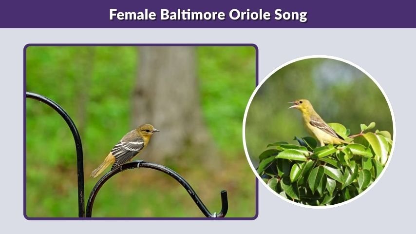 Female Baltimore Oriole Song