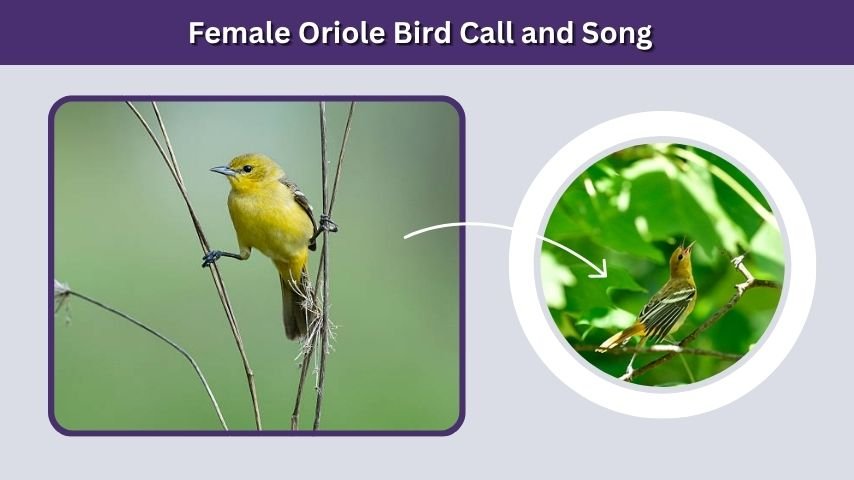 Female Oriole Bird Call and Song