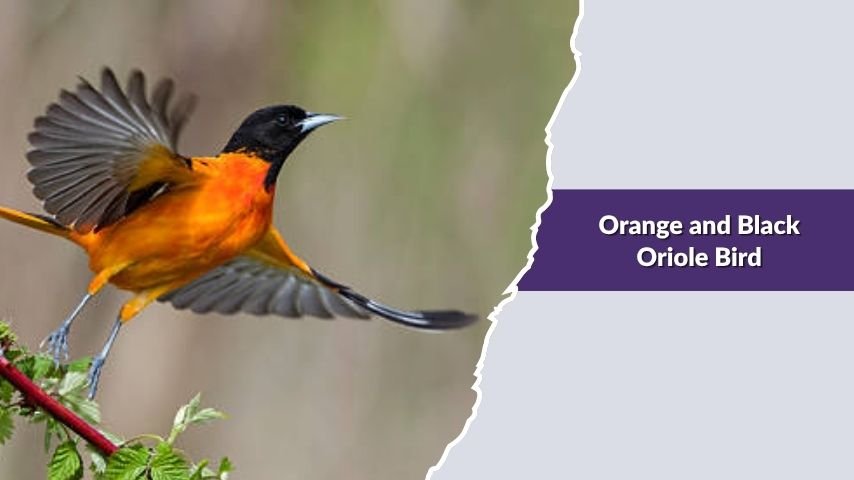 Orange and Black Oriole Bird