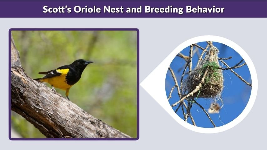 Scott’s Oriole Nest and Breeding Behavior