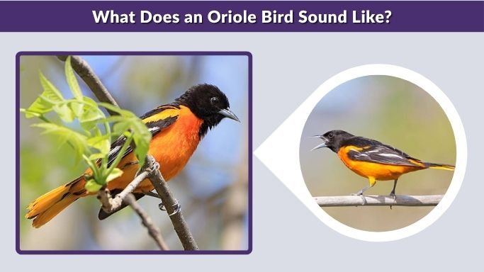 What Does an Oriole Bird Sound Like?
