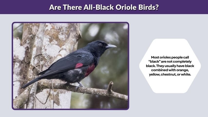 Are There All-Black Oriole Birds?