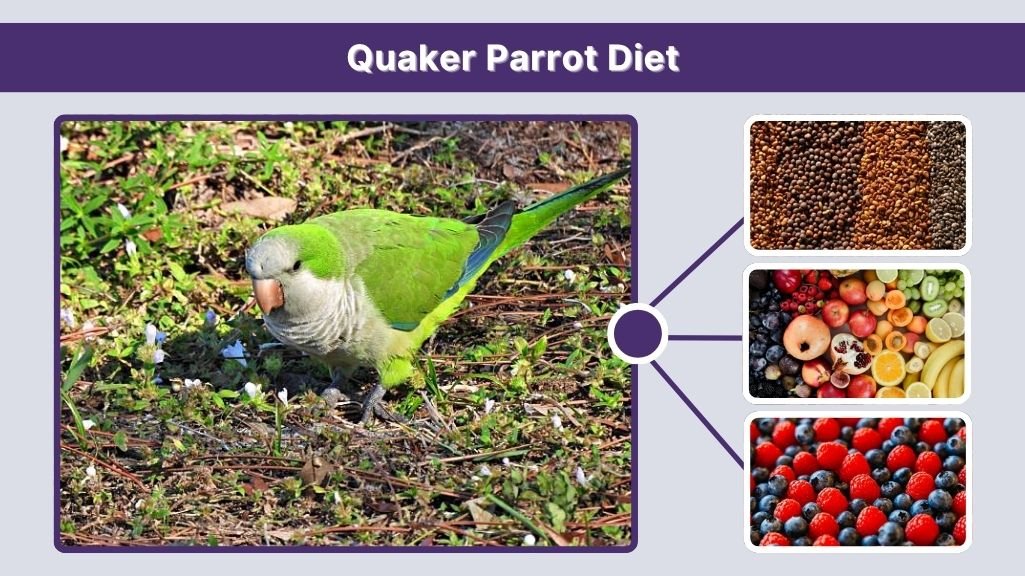 Quaker Parrot Diet