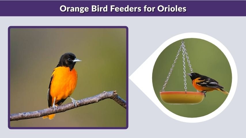 Orange Bird Feeders for Orioles