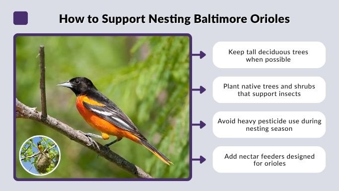 How to Support Nesting Baltimore Orioles