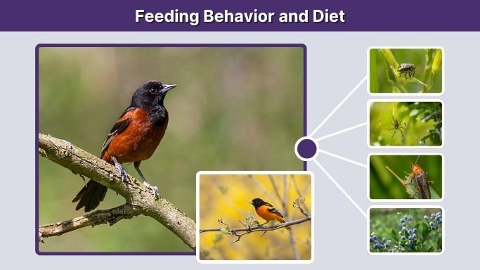 Feeding Behavior and Diet