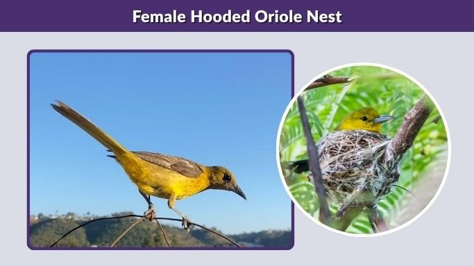 Female Hooded Oriole Nest