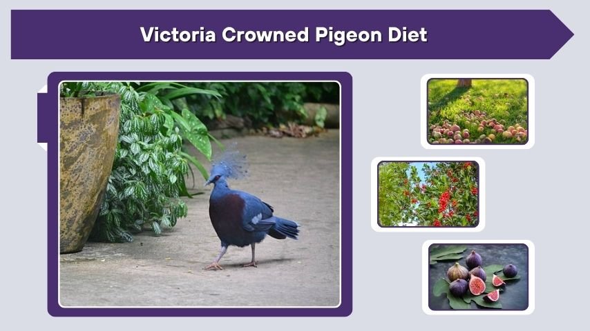 Victoria Crowned Pigeon Diet