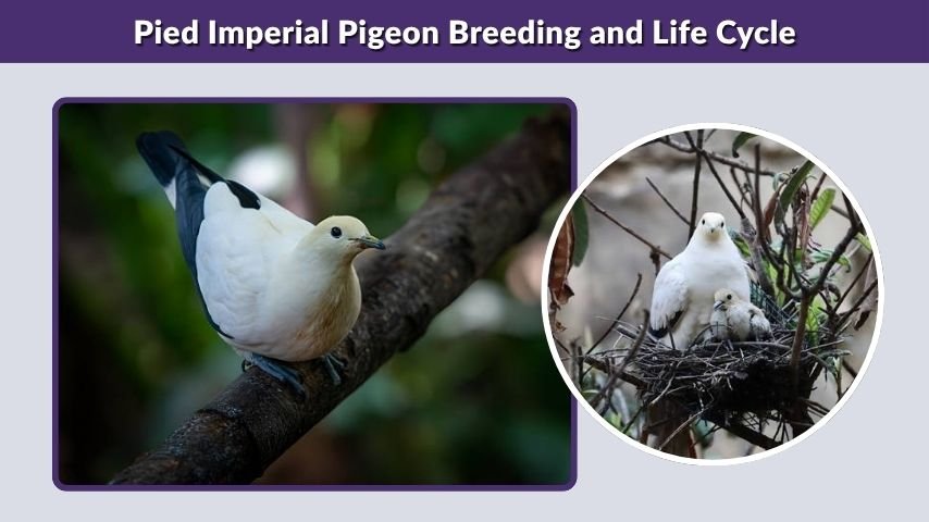 Pied Imperial Pigeon Breeding and Life Cycle