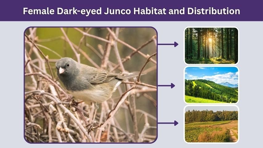 Female Dark-eyed Junco Habitat and Distribution